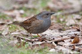 Attēlu rezultāti vaicājumam “Prunella modularis adult”