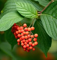 Attēlu rezultāti vaicājumam “Viburnum lantana”