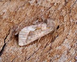 Attēlu rezultāti vaicājumam “Hydraecia micacea”