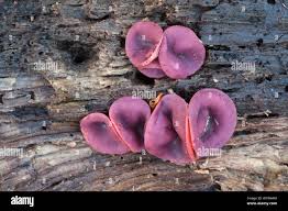 Attēlu rezultāti vaicājumam “Ascocoryne cylichnium”