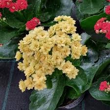 Image result for Kalanchoe blossfeldiana