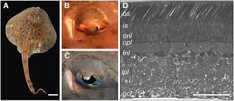 Image result for Leucoraja ocellata