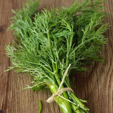 Image result for Dill