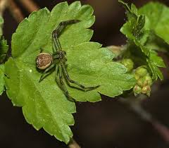 Attēlu rezultāti vaicājumam “Diaea dorsata”
