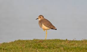 Image result for Vanellus leucurus