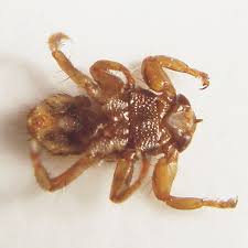 Attēlu rezultāti vaicājumam “Lipoptena cervi”