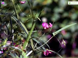 Attēlu rezultāti vaicājumam “Lathyrus sylvestris bud”