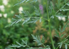 Attēlu rezultāti vaicājumam “Peucedanum palustre”