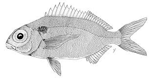 Image result for Pagellus bogaraveo