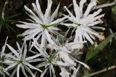 Attēlu rezultāti vaicājumam “Sebacina incrustans”