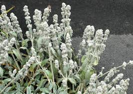Attēlu rezultāti vaicājumam “Stachys officinalis bud”