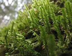 Attēlu rezultāti vaicājumam “Neckera pennata”