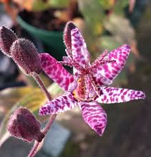 Image result for Tricyrtis `Black Beauty`