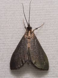 Attēlu rezultāti vaicājumam “Panolis umbra”