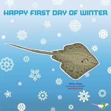 Image result for Leucoraja ocellata