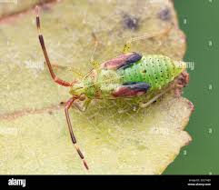 Attēlu rezultāti vaicājumam “Pantilius tunicatus”