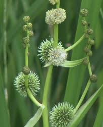 Attēlu rezultāti vaicājumam “Sparganium minimum leaf”