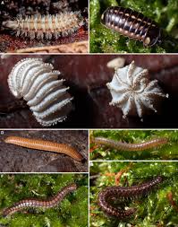 Attēlu rezultāti vaicājumam “Polyzonium germanicum”