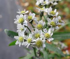 Attēlu rezultāti vaicājumam “Achillea salicifolia flower”
