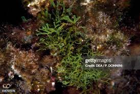 Attēlu rezultāti vaicājumam “Dictydiaethaliaceae”