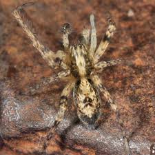 Attēlu rezultāti vaicājumam “Anyphaena accentuata male”