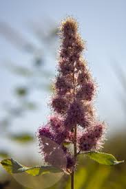 Attēlu rezultāti vaicājumam “Spiraea salicifolia flower”