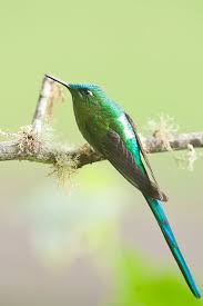 Attēlu rezultāti vaicājumam “Lycogala asperum sessile”