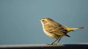 Image result for Dendroica striata