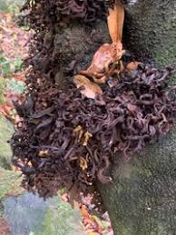 Attēlu rezultāti vaicājumam “Exobasidiales”