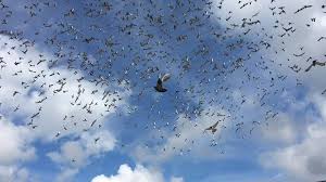 Image result for Thames Valley Microlight Club