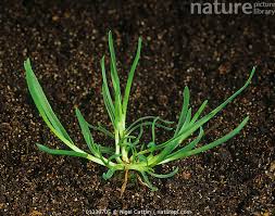 Attēlu rezultāti vaicājumam “Poa trivialis”