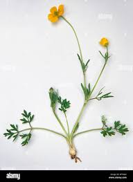 Attēlu rezultāti vaicājumam “Ranunculus bulbosus flower”