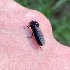 Attēlu rezultāti vaicājumam “Bibionidae”