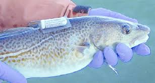 Image result for Gadus morhua