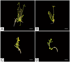 Attēlu rezultāti vaicājumam “Linaria loeselii bud”
