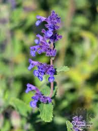 Attēlu rezultāti vaicājumam “Nepeta x faassenii flower”