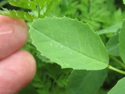 Attēlu rezultāti vaicājumam “Melilotus officinalis leaf”