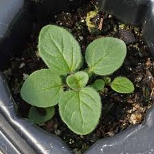 Attēlu rezultāti vaicājumam “Origanum vulgare bud”