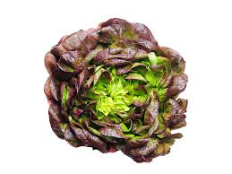 Image result for Kopfsalat