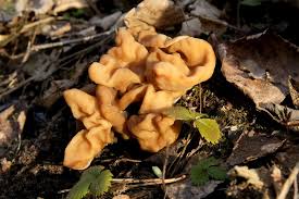 Attēlu rezultāti vaicājumam “Gyromitra gigas”