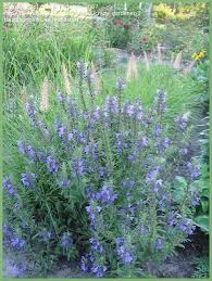 Image result for Dracocephalum moldavicum