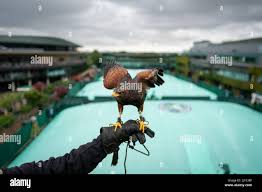 Image result for Wimbledon Hawks