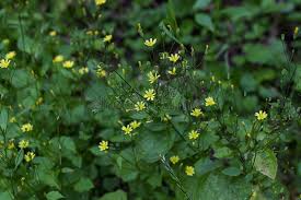 Attēlu rezultāti vaicājumam “Lapsana communis fruit”