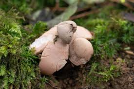 Attēlu rezultāti vaicājumam “Geastrum rufescens”