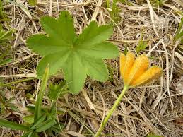 Attēlu rezultāti vaicājumam “Trachyspora intrusa”