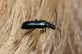 Attēlu rezultāti vaicājumam “Dasytes caeruleus”