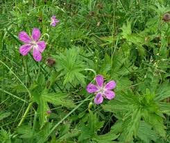 Attēlu rezultāti vaicājumam “Geranium palustre”
