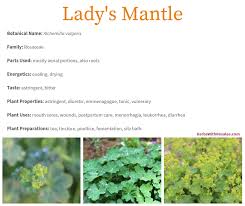 Attēlu rezultāti vaicājumam “Alchemilla vulgaris aggr. bud”