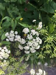Attēlu rezultāti vaicājumam “Cicuta virosa leaf”