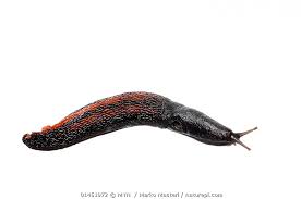 Attēlu rezultāti vaicājumam “Limax cinereoniger”